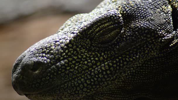 Varanus Salvadorii Closing Opening Eye Crocodile Monitor Lizard Varanus Salvadorii — Stock Video