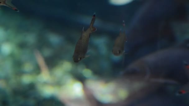 Fische Schwimmen Aquarium — Stockvideo