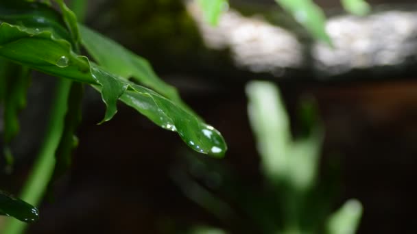 湿地上植物的水滴滑动 — 图库视频影像