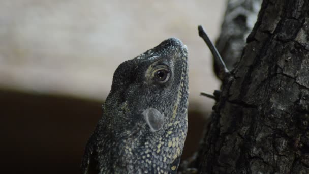 Detalle Cabeza Clamidosaurio Lagarto Cuello Fruncido Chlamydosaurus Kingii — Vídeo de stock