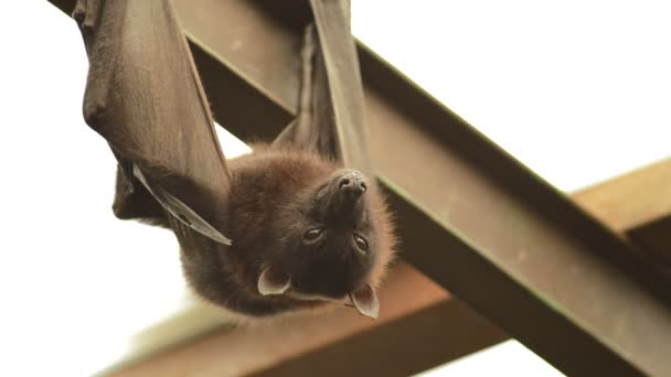 印度飞狐蝙蝠和挂在屋顶上 狐竹材 — 图库视频影像