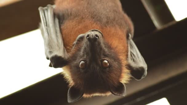 Bat Drżenie Wiszące Dachu Starego Budynku Pteropus Giganteus — Wideo stockowe