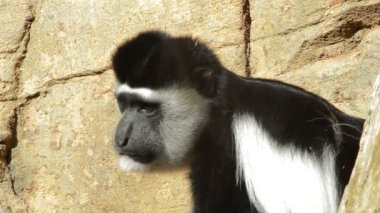 Colobus guereza veya mantled guereza maymun bir doğal park