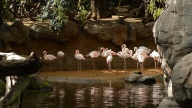 Bir su birikintisi - Phoenicopterus çevresi kıyısında büyük flamingolar kuşlar