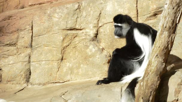 Colobus Guereza Mantled Guereza Monkey Colobus Guereza Kikuyuensis — Stock Video