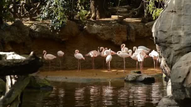 Grotere Flamingo Vogels Oever Van Een Vijver Phoenicopterus Roseus — Stockvideo