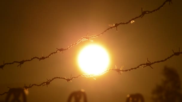 夕阳下的太阳在一根铁丝网的围栏里 — 图库视频影像