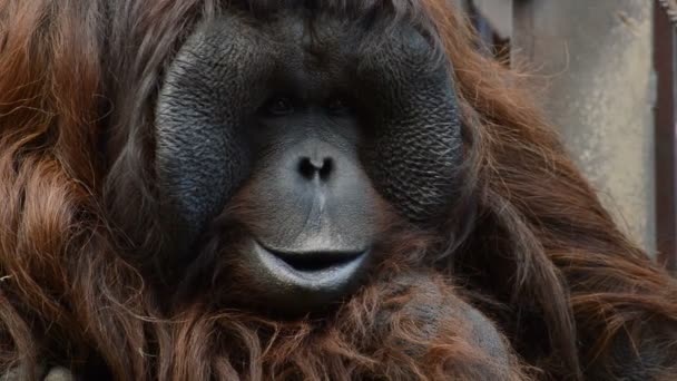 Erkek Orangutan Maymun Pongo Pygmaeus Yüzü — Stok video