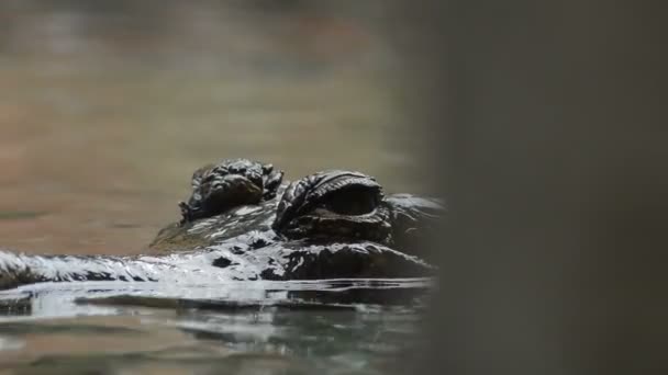 Occhi Falso Gaviale Tomistoma Galleggiante Nel Fiume Tomistoma Schlegelii — Video Stock