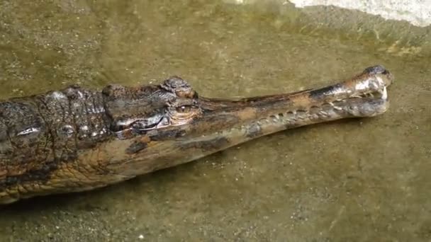 Falso Gharial Tomistoma Parque Natural Tomistoma Schlegelii — Vídeo de Stock