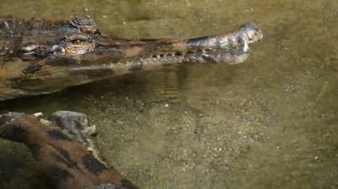 Yanlış gharial ya da Tomistoma bir nehir bir doğal park - Tomistoma schlegelii