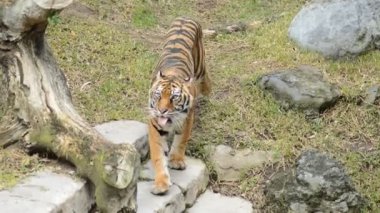 Sumatra kaplanı Panthera tigris sumatrae yürüyüş ve içme su-
