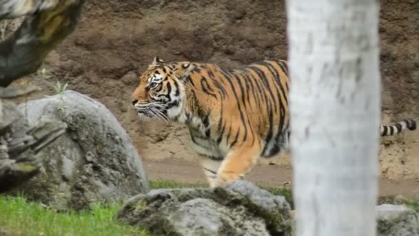 Sumatra Tigre Caminhando Parque Natural Panthera Tigris Sumatrae — Vídeo de Stock