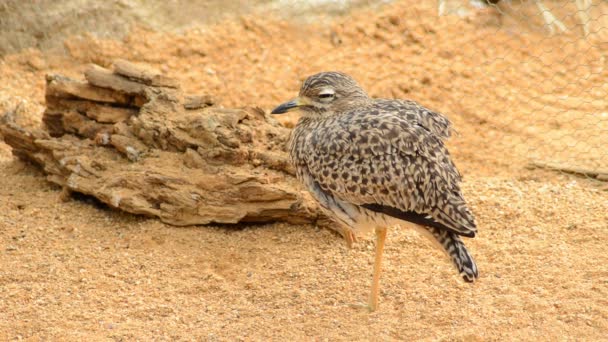 Geflecktes Dickes Knie Naturpark Burhinus Capensis — Stockvideo