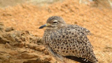Kalın diz - Burhinus capensis benekli
