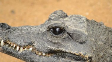 Cüce timsah göz - Osteolaemus tetraspis kapanış
