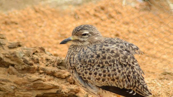 Gevlekte Dikke Knie Burhinus Capensis — Stockvideo