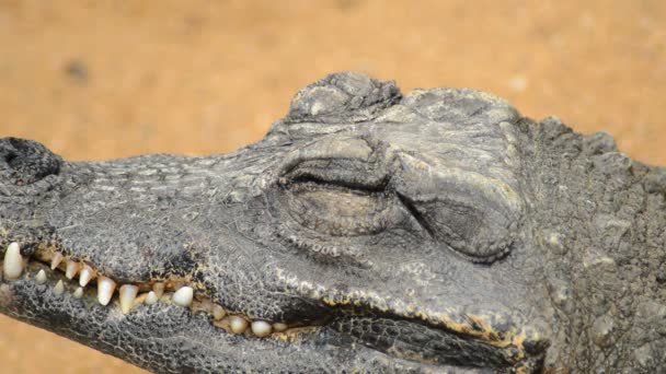 Crocodilo Anão Abrindo Olho Osteolaemus Tetraspis — Vídeo de Stock