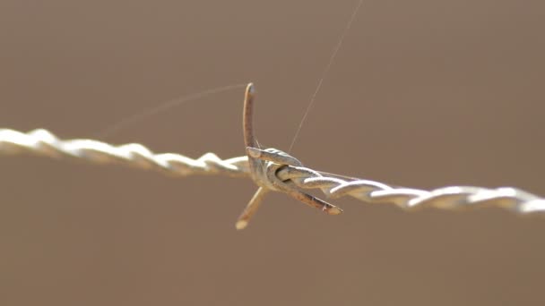 刺或脊椎在一个有刺铁丝网的阳光明媚的日子里 — 图库视频影像