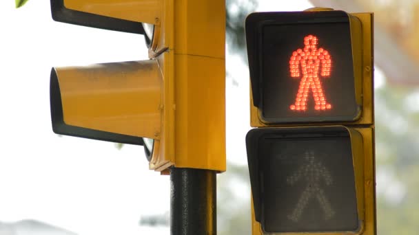 Traffic Light Pedestrians Red Turning Green — Stock Video