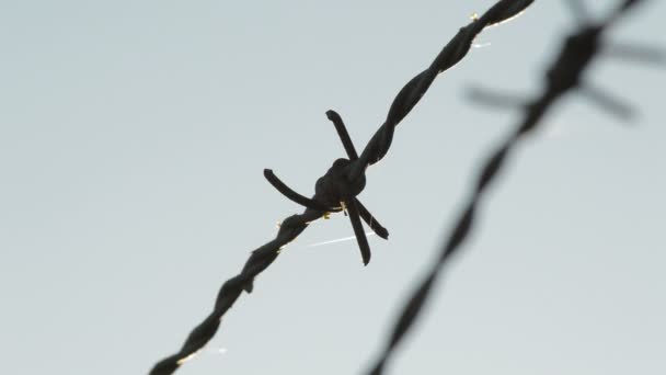 Thorn Spine Barbed Wire Fence — Stock Video