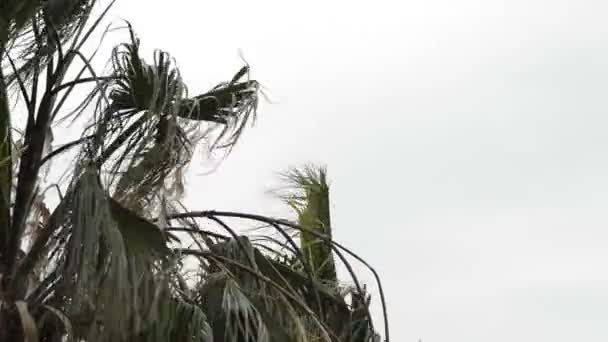 Пальмовые Листья Движутся Сильным Ветром — стоковое видео