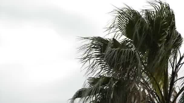 Пальма Движется Сильным Ветром День Плохой Погоды — стоковое видео