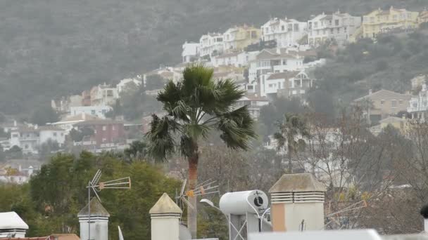 Palmera Día Mal Tiempo Moviéndose Por Fuerte Viento — Vídeo de stock