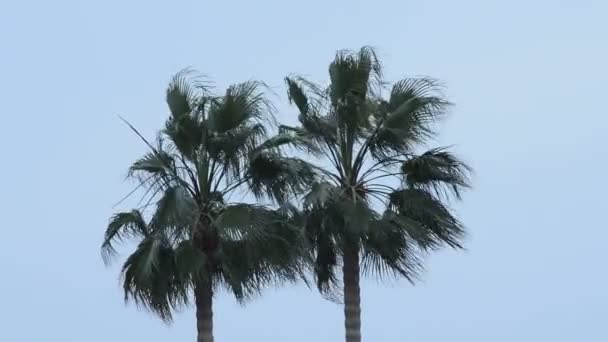 Palmbomen Verplaatsen Door Sterke Wind Een Dag Van Orkaan — Stockvideo