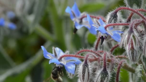 Bee Werken Blauwe Bloemen — Stockvideo