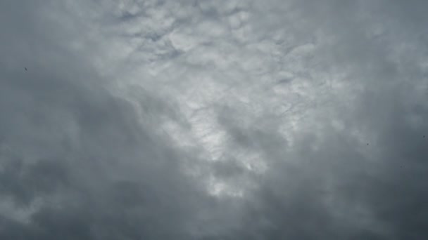 鸟儿在天空中飞翔多云的一天 — 图库视频影像