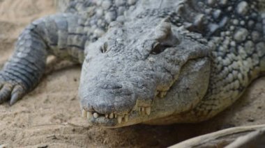 Nil timsahı doğal bir parkta - Crocodylus niloticus