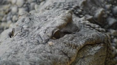 Nil timsahı - Crocodylus niloticus gözünde