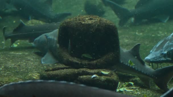 魚の周りを渡すと水族館の背景にヘッドレス像 — ストック動画