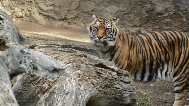Tygr sumaterský v přírodním parku - Panthera tigris sumatrae