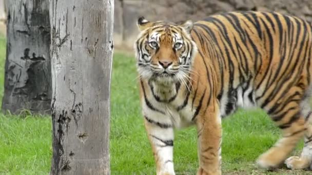 Tygrys Sumatrzański Parku Przyrody Panthera Tigris Sumatrae — Wideo stockowe