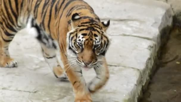 Sumaterský Tygr Walking Panthera Tigris Sumatrae — Stock video