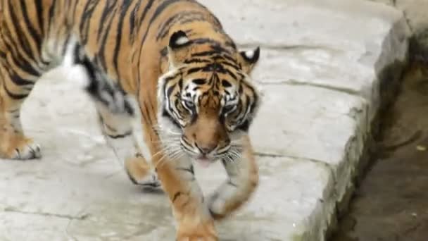 Sumatra-Tiger beim Gehen - Panthera tigris sumatrae