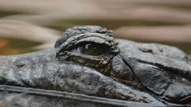 Göz timsah veya nehirde yüzen tomistoma