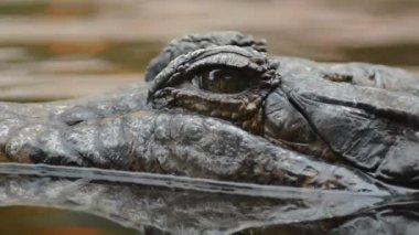 Göz timsah veya nehirde yüzen tomistoma
