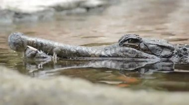 Timsah, yanlış gharial veya nehirde yüzen ve kamera seyir tomistoma,