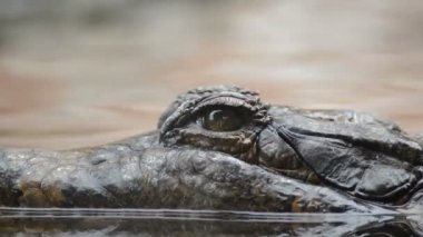 Timsah, yanlış gharial veya tomistoma, kameraya bakarak göz