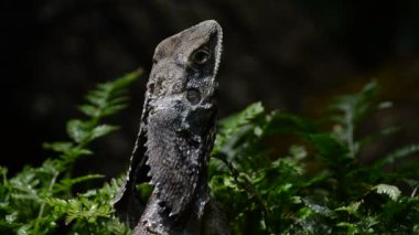 Baş chlamydosaurus veya Frilled-boyun kertenkele - Chlamydosaurus kingii