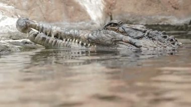 Yanlış gharial ya da Tomistoma bir nehir - Tomistoma schlegelii batış