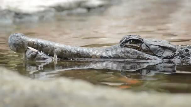Крокодил Фальшивый Гавиал Томистома Плавающий Реке Смотрящий Камеру — стоковое видео