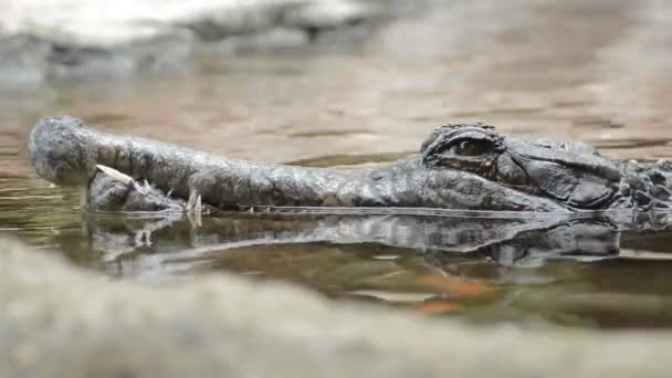 Cocodrilo Falso Gharial Tomistoma Flotando Río Mirando Cámara — Vídeos de Stock