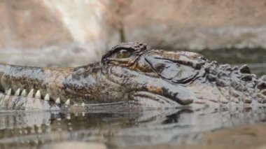 Nehirde yüzen başkanı timsah, yanlış gharial veya tomistoma,