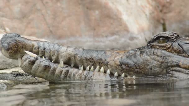 Hoofd Van Krokodil Valse Gaviaal Tomistoma Drijvend Rivier — Stockvideo