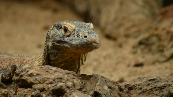 Monitor Komodo Dragón Komodo Detalle Cabeza Cuello Varanus Komodoensis — Vídeo de stock