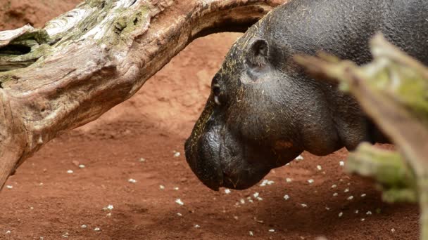 Pygmy Hippopotamus Naturpark Eller Zoo Kallad Liberiensis — Stockvideo